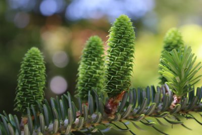 Abies koreana - jedle korejská - šištice (1)